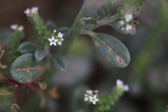 Heliotropium ovalifolium
